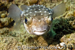 yellowspotted burrfish (cyclichthys spilostylus) taken at... by Stephan Kerkhofs 